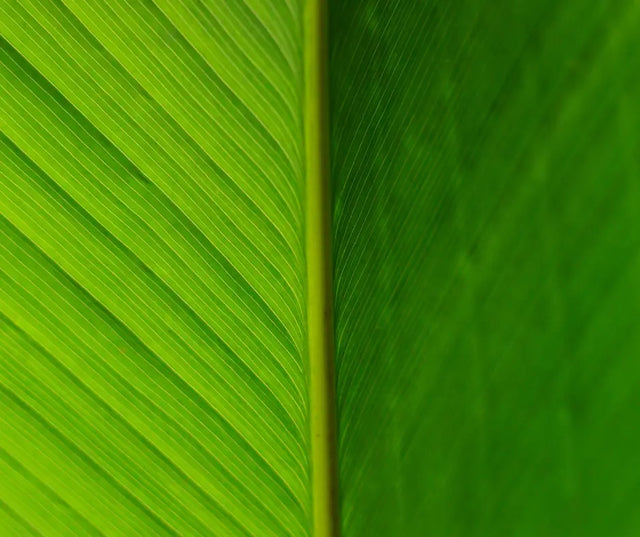 Sustainable Fashion: How Dress Hiring Contributes to Eco-Friendliness